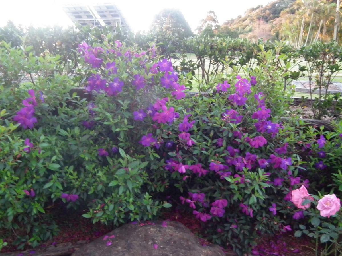 Apartamento Maleny Hinterland Escape Witta Exterior foto